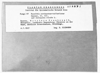 Puccinia centaureae-vallesiacae image